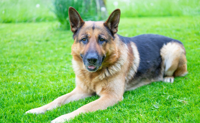 german shepard, dogs, happy dog, dog in grass, smiling dog