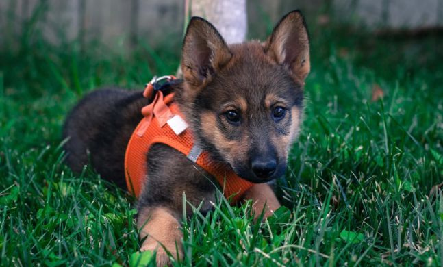 german shpard, dogs, happy dog, dog in grass, smiling dog, german shepard puppy