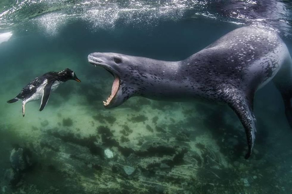 leopard seal, penguin, nature photography