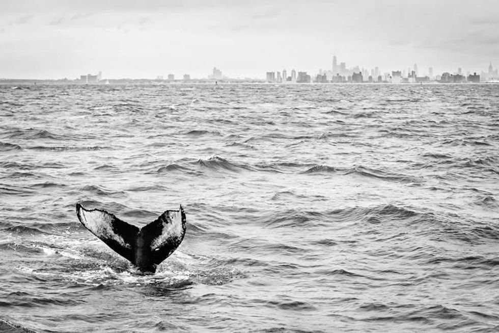 humpback whale, new york, ocean, nature photography