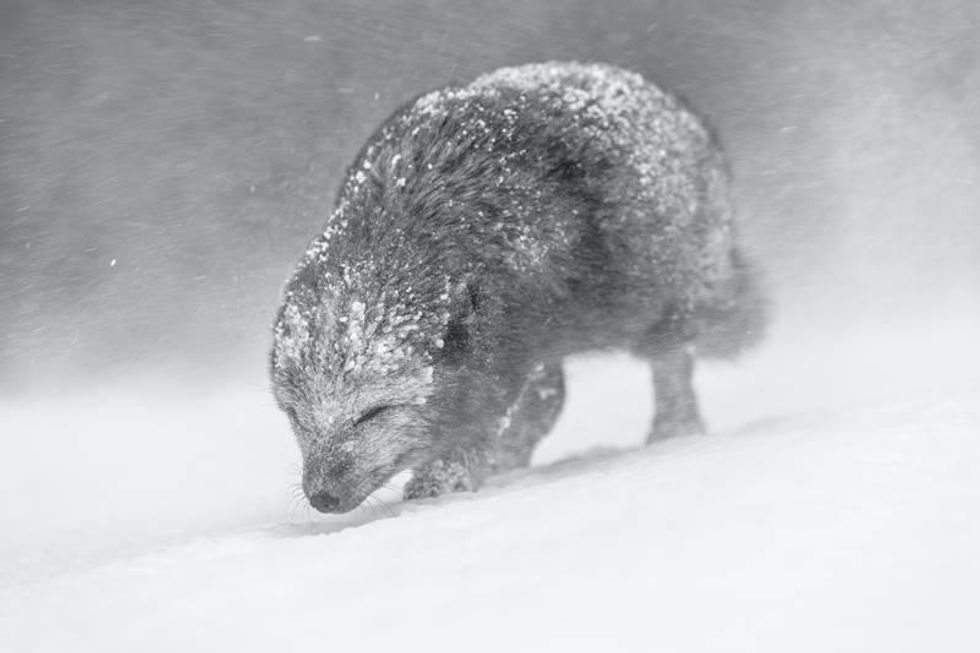 arctic fox, Iceland, black and white photography, nature photography