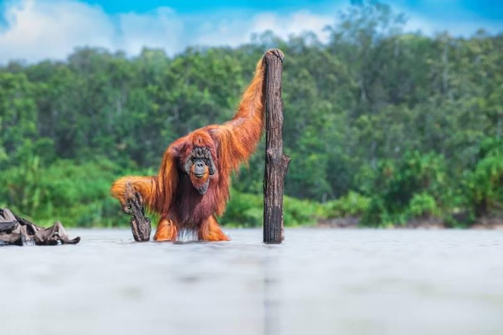 orangutan, wildlife, nature photography