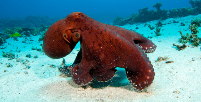 octopus, octopus swimming, end of man, evolution, smart animals, survivors, human extinction