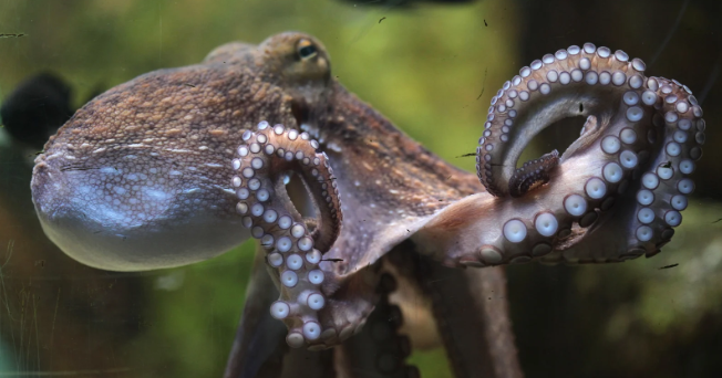 octopus, octopus swimming, end of man, evolution, smart animals, survivors, human extinction