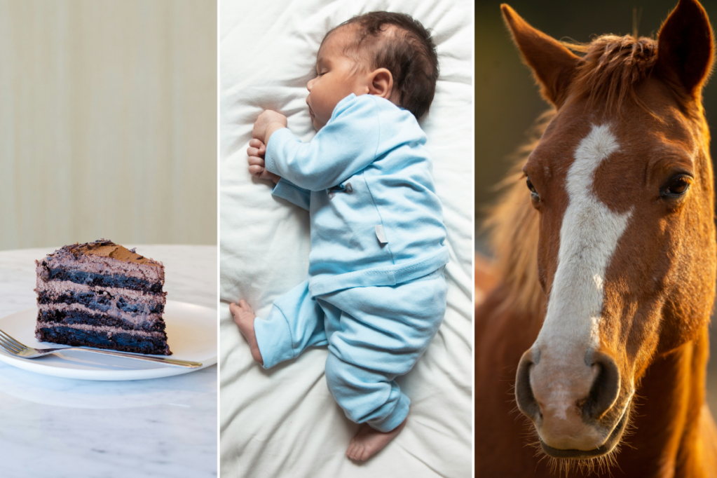 slice of cake, sleeping baby, horse