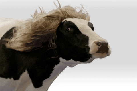 gif of a cow in a wig