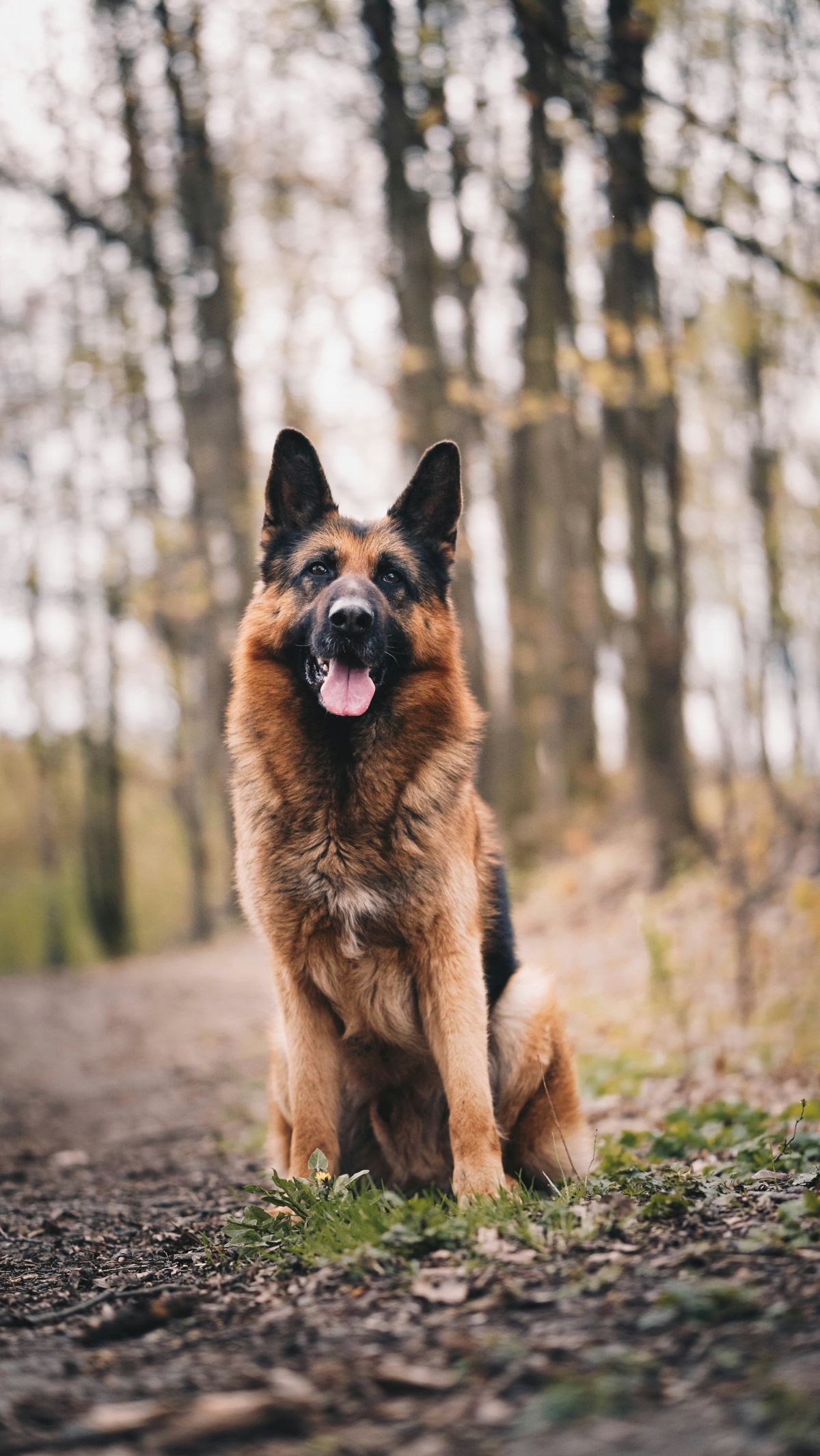german shepherd, dogs, service dog, seeing eye dog, emotional support dog, service animal, animals, disability