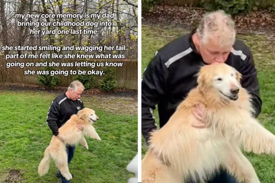 golden retriever, golden retriever videos, dogs, dog video, losing a dog, rainbow bridge, losing a pet, pet grief