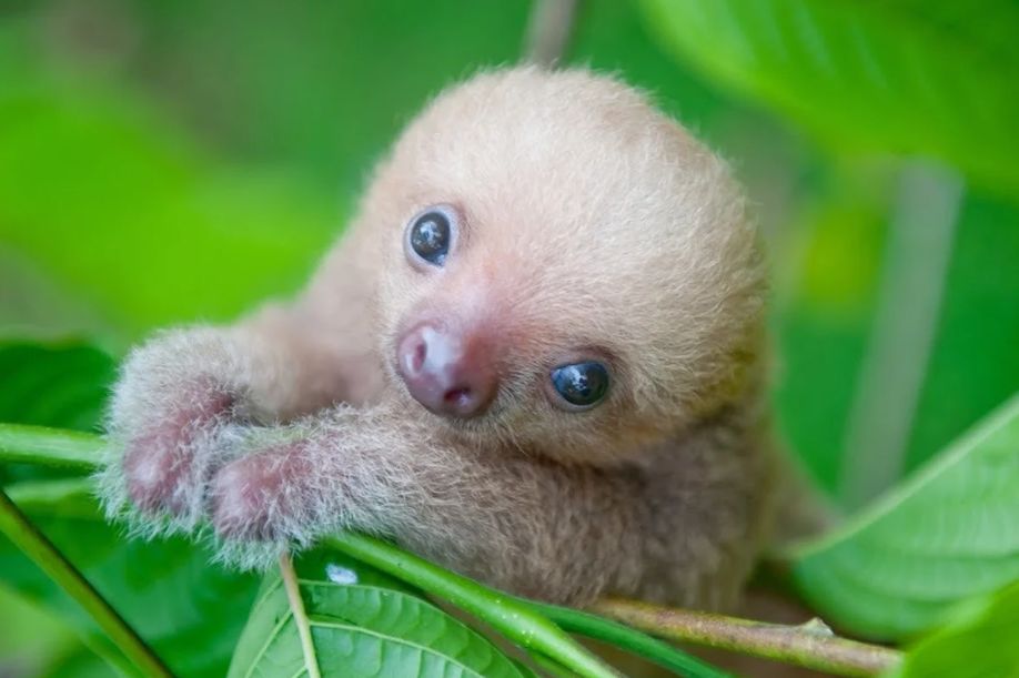 sloths, augustine alligator farm zoological park, babies, animal babies, newborns, baby sloth