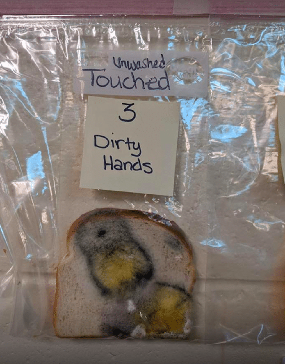 bread, mold, experiment, education, hand washing, cleanliness