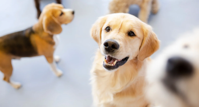 dog, happy dog, labrador, smiling dog, dog at attention, cute dog, dog photos, good boy dog,