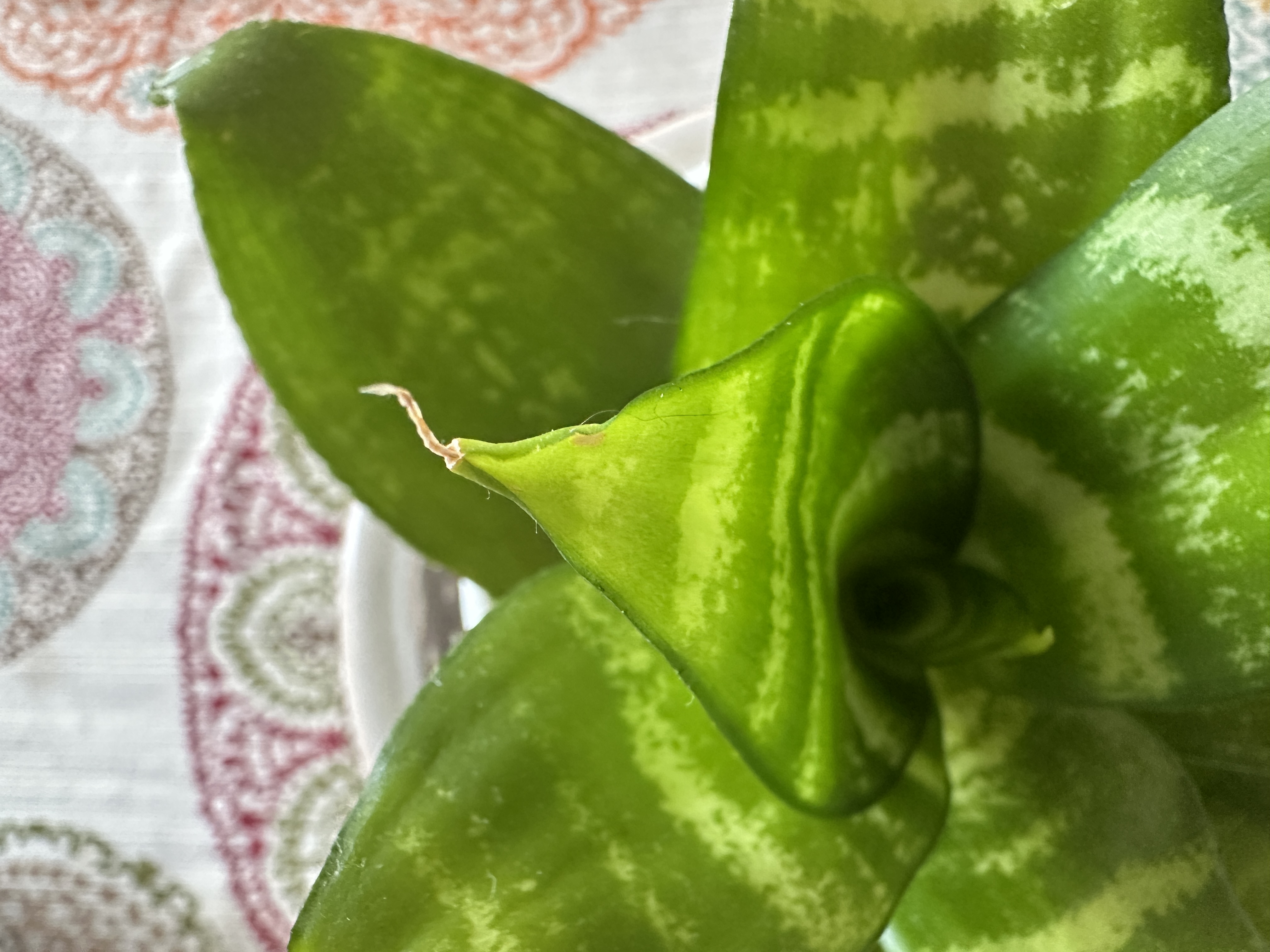 bird's nest snake plant, Sansevieria trifasciata, Hahnii, houseplants, low maintenance plants
