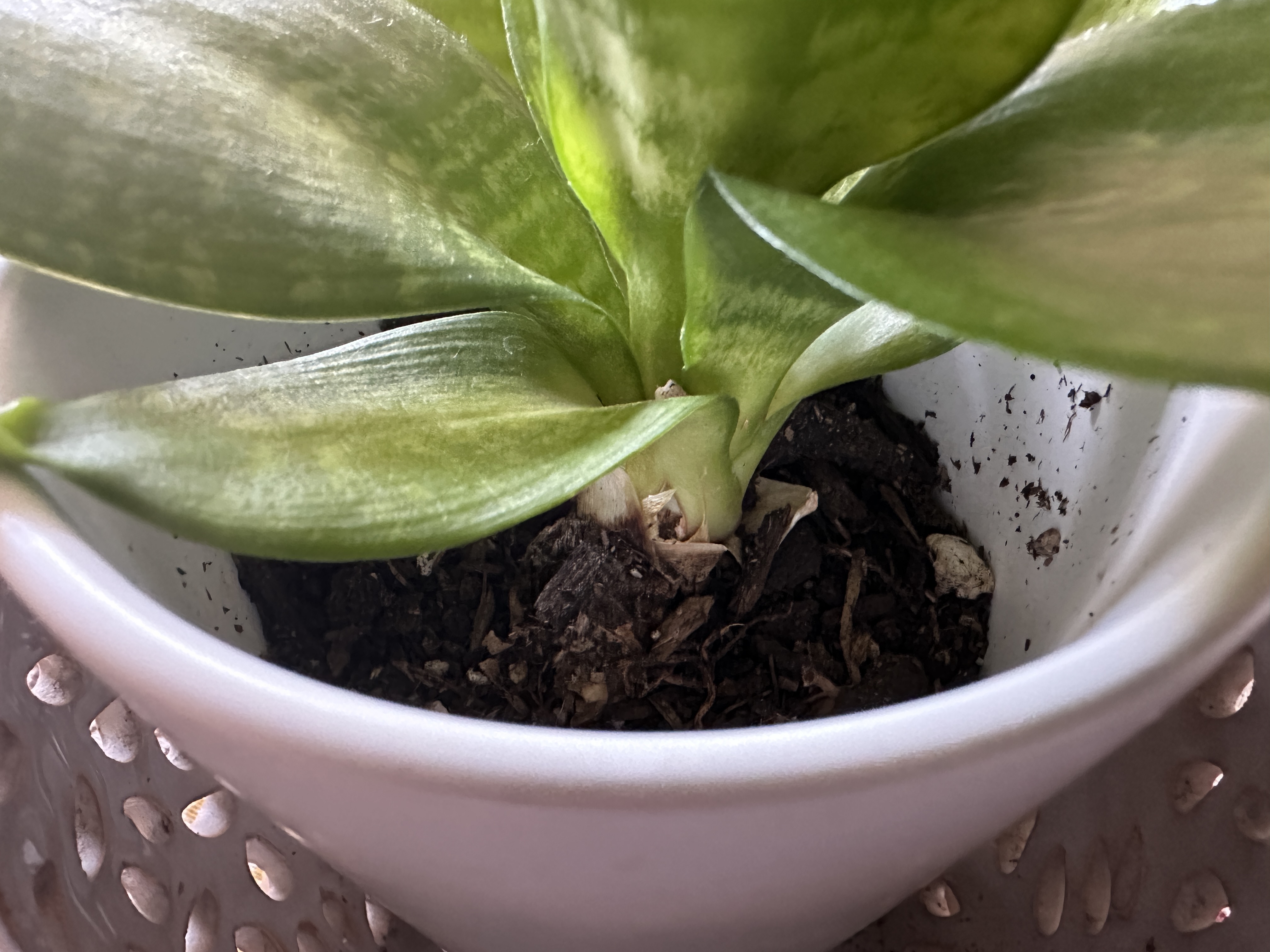 bird's nest snake plant, Sansevieria trifasciata, Hahnii, houseplants, low maintenance plants, fake plant