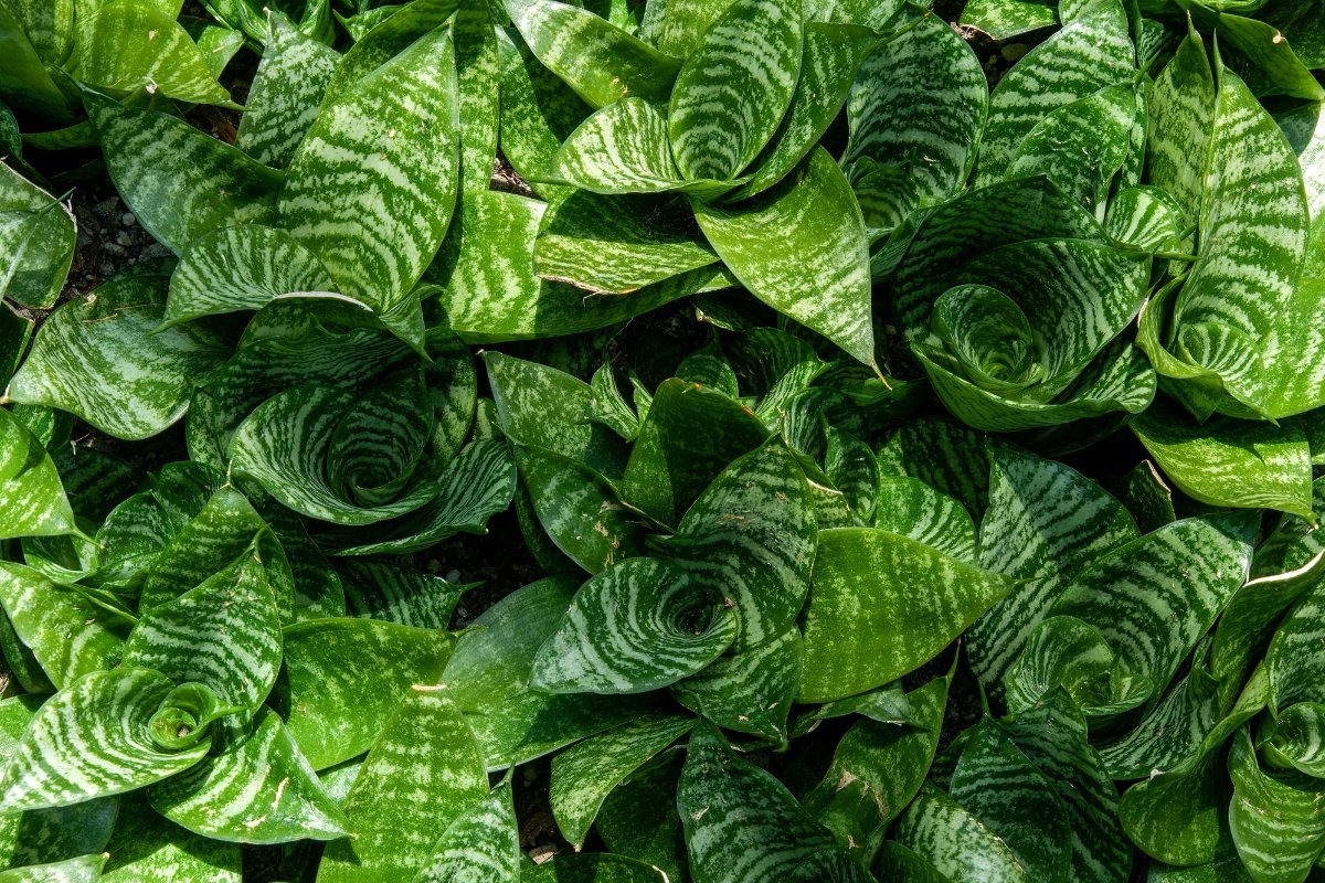 bird's nest snake plant, Sansevieria trifasciata, Hahnii, houseplants, low maintenance plants