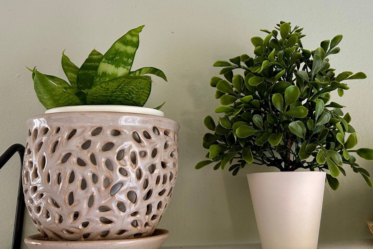 bird's nest snake plant, Sansevieria trifasciata, Hahnii, houseplants, low maintenance plants