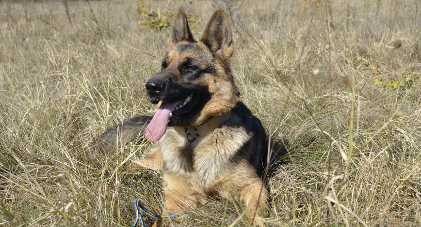 german shepards, dogs, pet sitters, dog breeds, dog in grass, happy dog