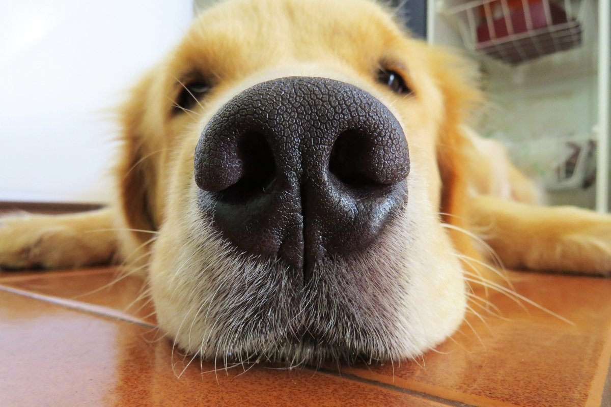 golden retriever, dog, pets, good doggo