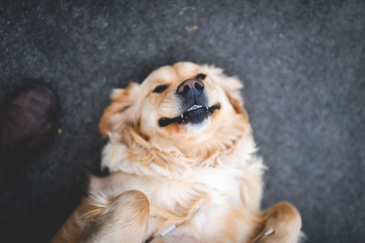 dog, pets, golden retriever, baby's first steps, learning to walk