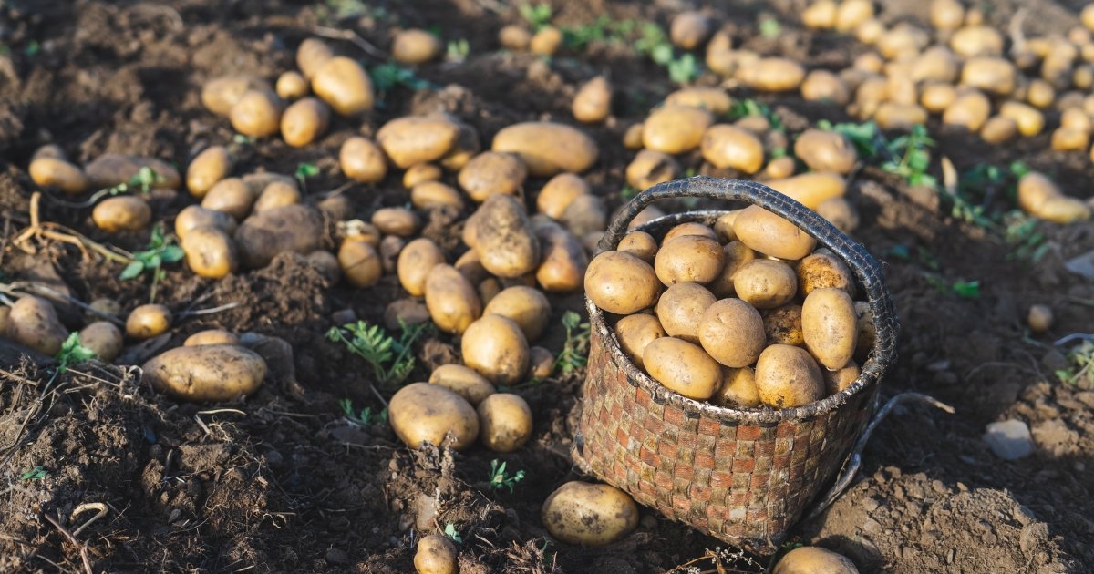 potatoes, growing potatoes