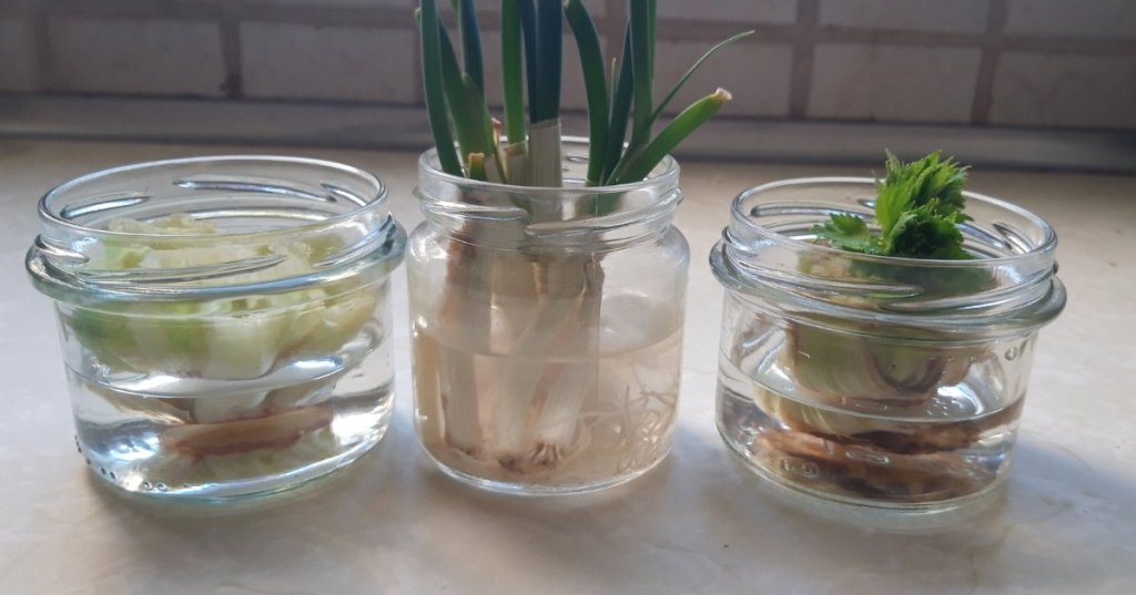 vegetables, veggies, growing vegetables, vegetable garden, gardening