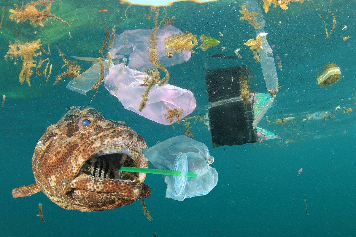 plastic in the ocean, plastic pollution, ocean wildlife