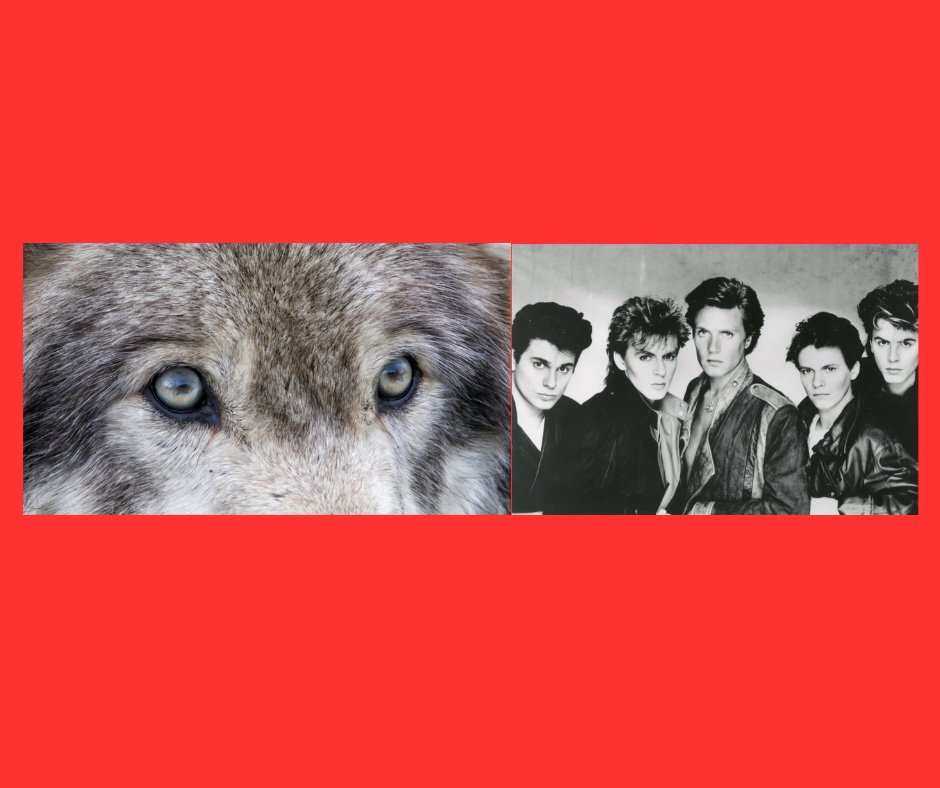 wolves, duran duran, perfume, luxury perfume, 80s, music