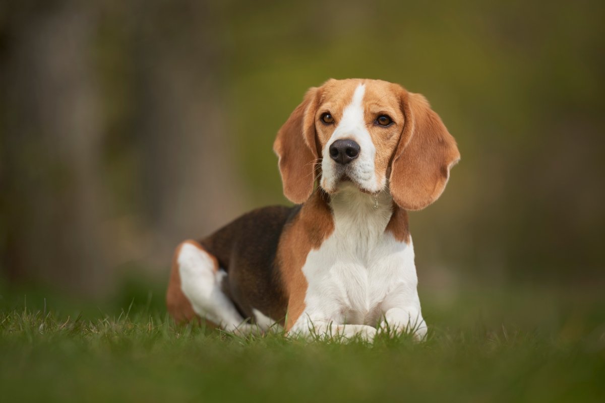 beagle dog, american kennel club, best family dogs, best dogs for kids