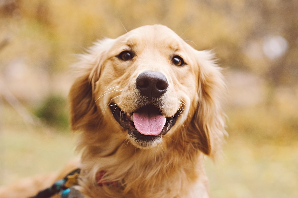 golden retriever, dog, american kennel club, best family dogs, best dogs for kids