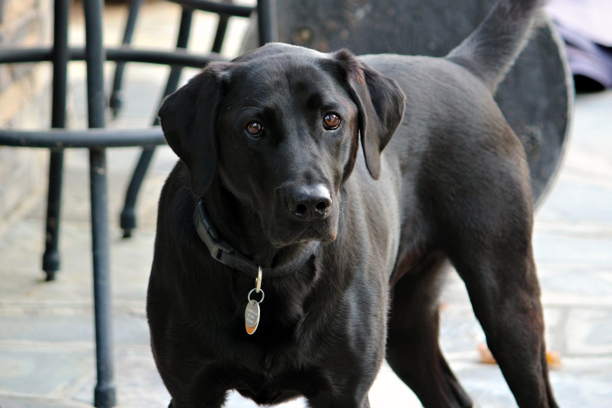 black lab, labrador retriever, dog, american kennel club, best family dogs, best dogs for kids
