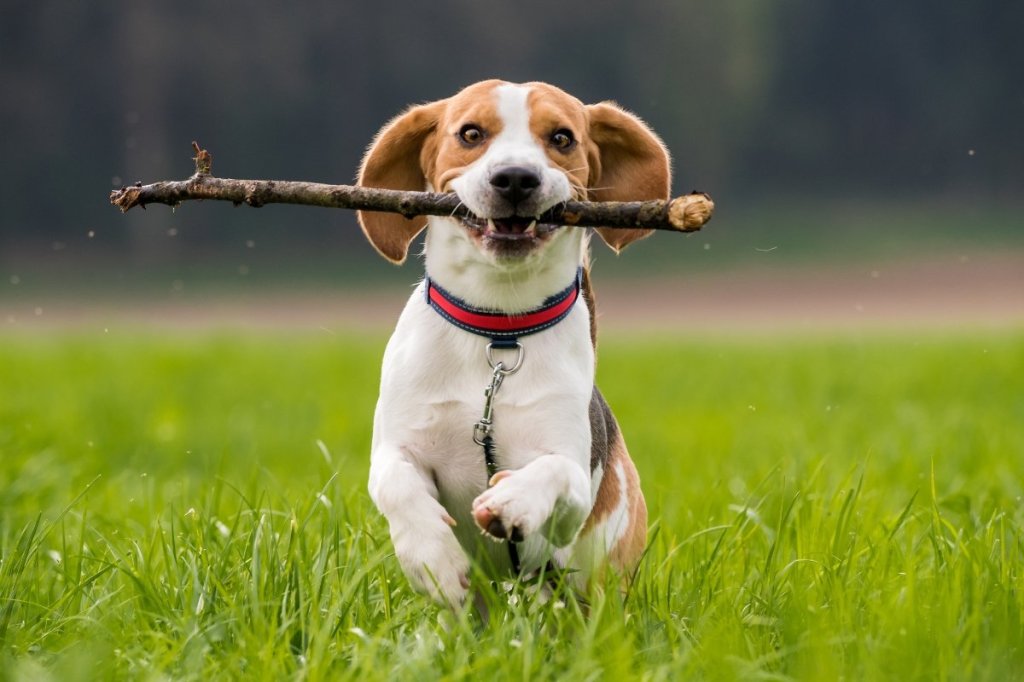 beagle dog, american kennel club, best family dogs, best dogs for kids