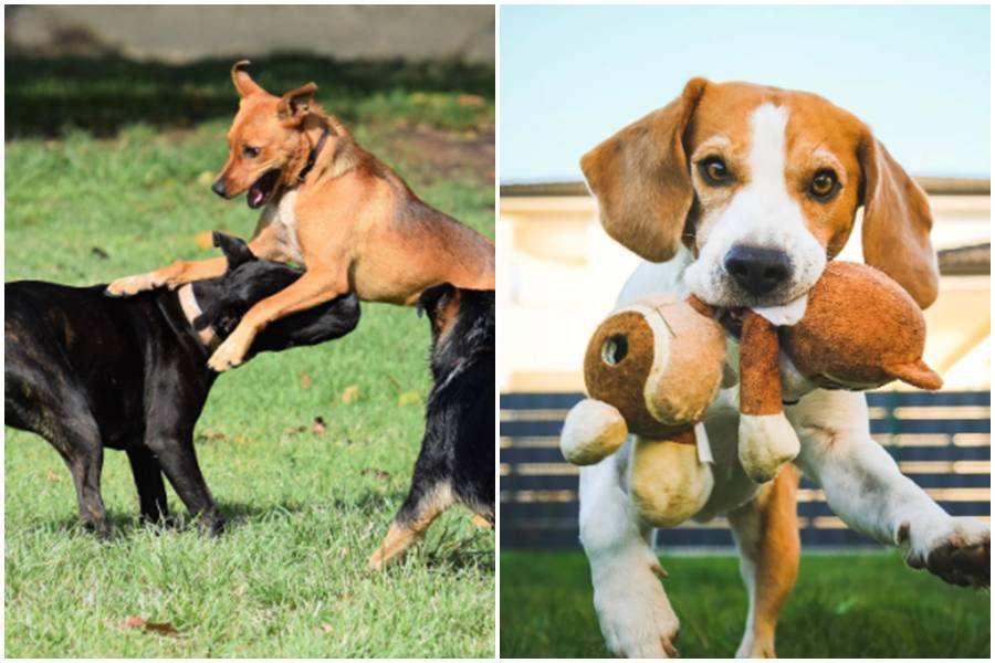 dogs, doggy day care, red rover day care, south carolina, dogs playing, cute dogs, dog toy