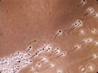 sperm, sexual health, fertility, infertility, men, men's health, mens fertility, sex