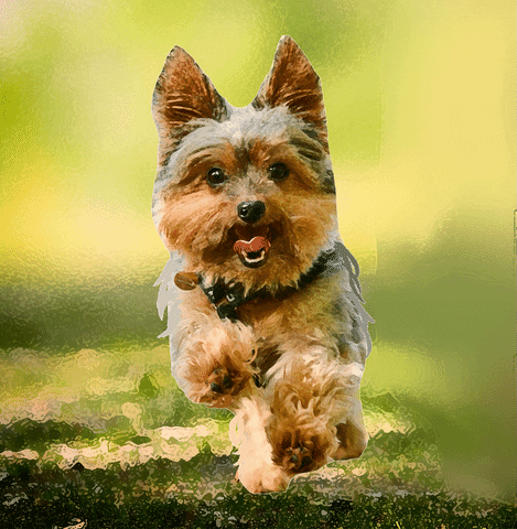 Yorkie