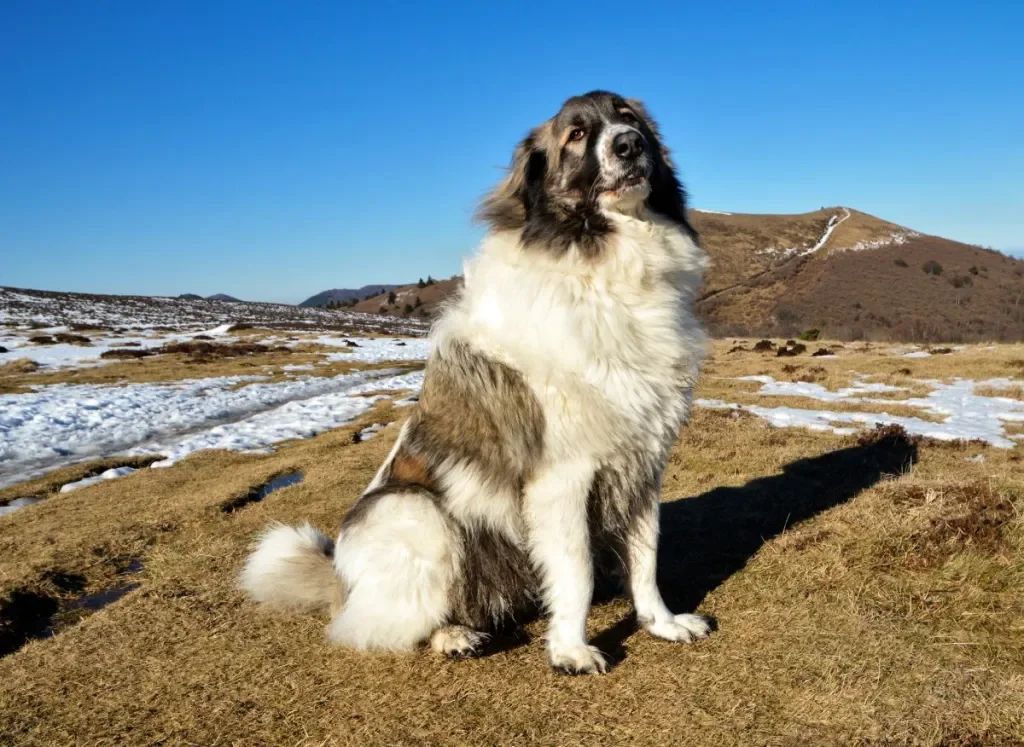 buford dog rescue, dog rescues toddler, lost toddler, hero dog, dog stories, feel good stories, positive news, local news, arizona news