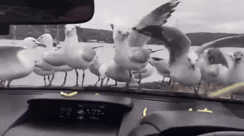 seagulls; pigeons; seagulls stealing food; seagulls scary; birds; seagulls killing whales; seagulls attacking people