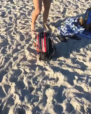 seagulls; pigeons; seagulls stealing food; seagulls scary; birds; seagulls killing whales; seagulls attacking people