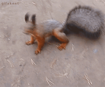 squirrel, french, english, words, funny, gif