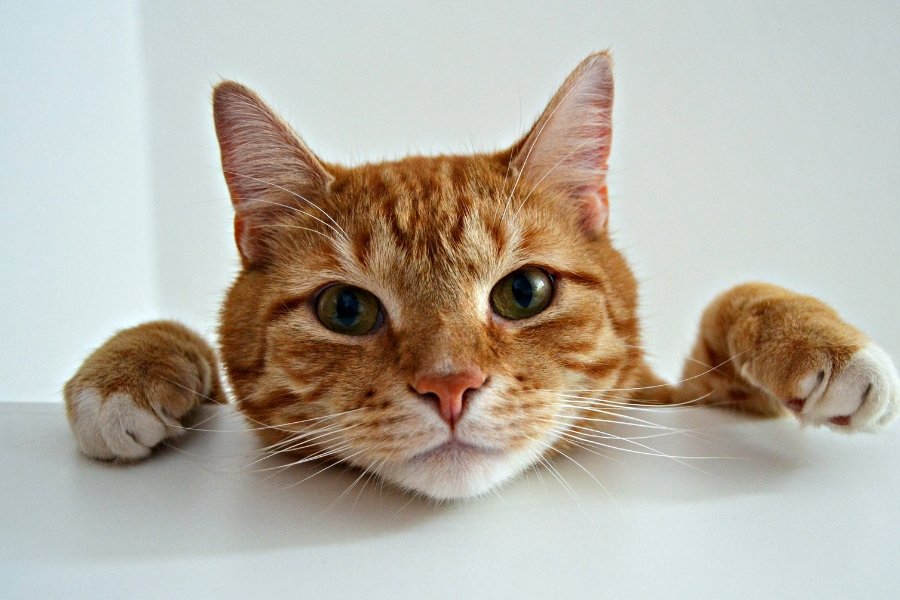 orange cat, ginger kitty, male orange cat, female orange cat, genetic mutation