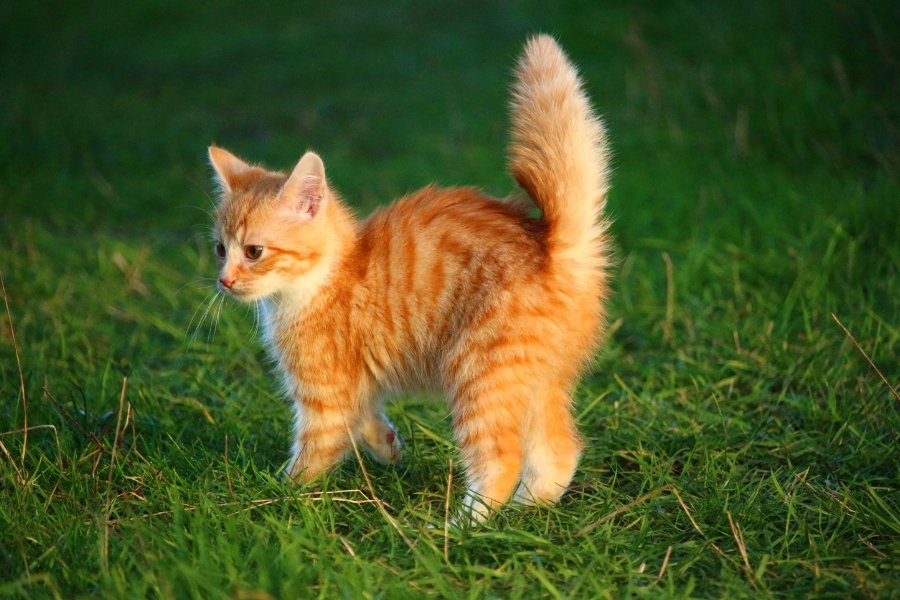 orange cat, ginger kitty, male orange cat, female orange cat, genetic mutation
