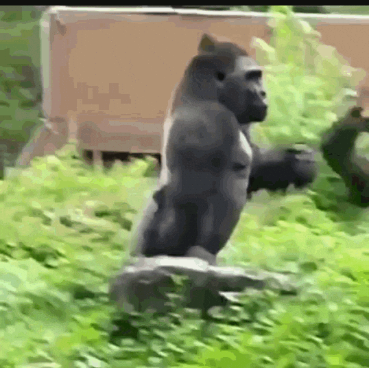 gif, gorilla, animals, conservation, nature