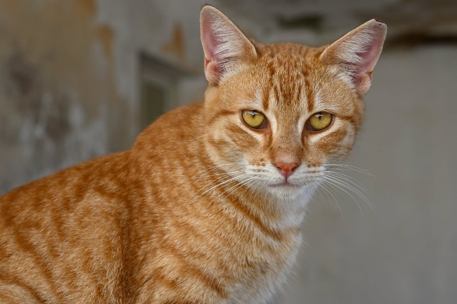 Scientists have finally discovered the gene mutation that makes most orange cats male