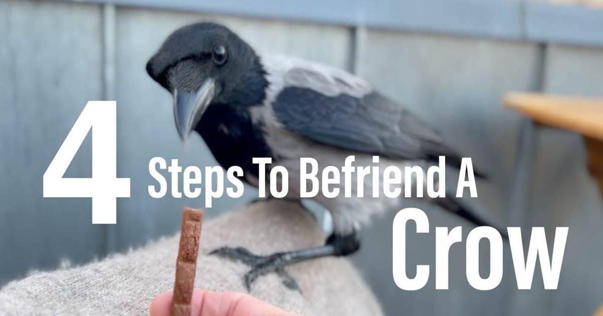 crows, birds, friends, pets, crow intelligence, training