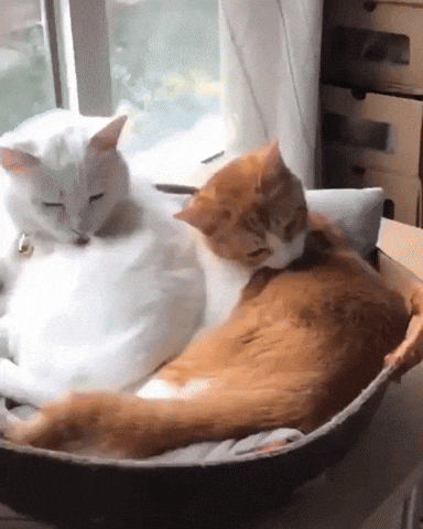 cats, pet cats, grooming, kitties, pets, felines