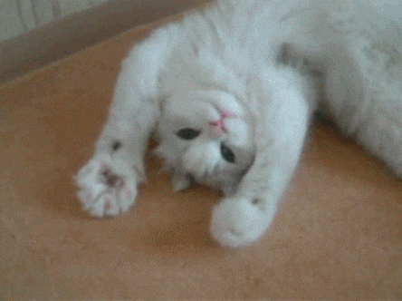 cat, gif, pet cat, domesticated cat, cat videos