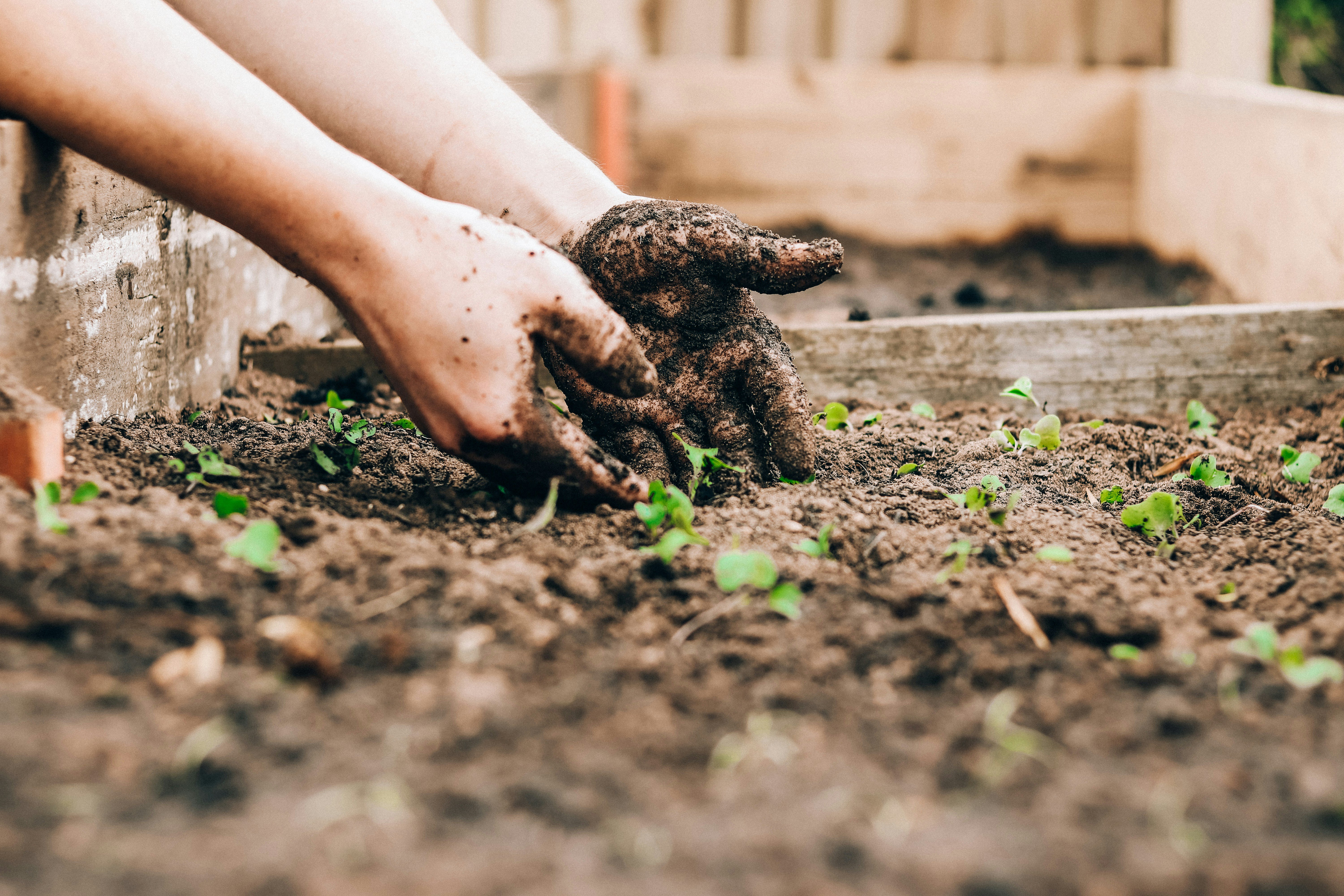 hands in a garden