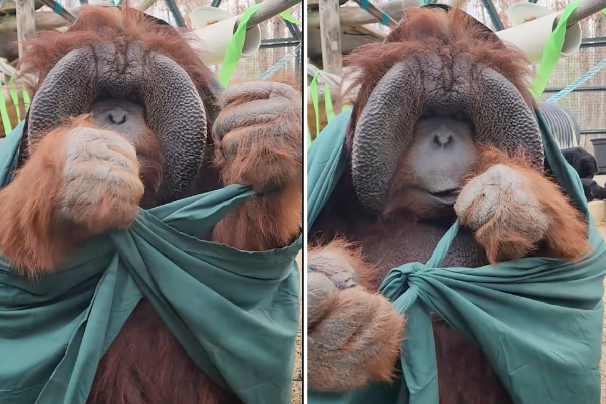 34-year-old orangutan learns how to tie knots, and now we're wondering what else he can do