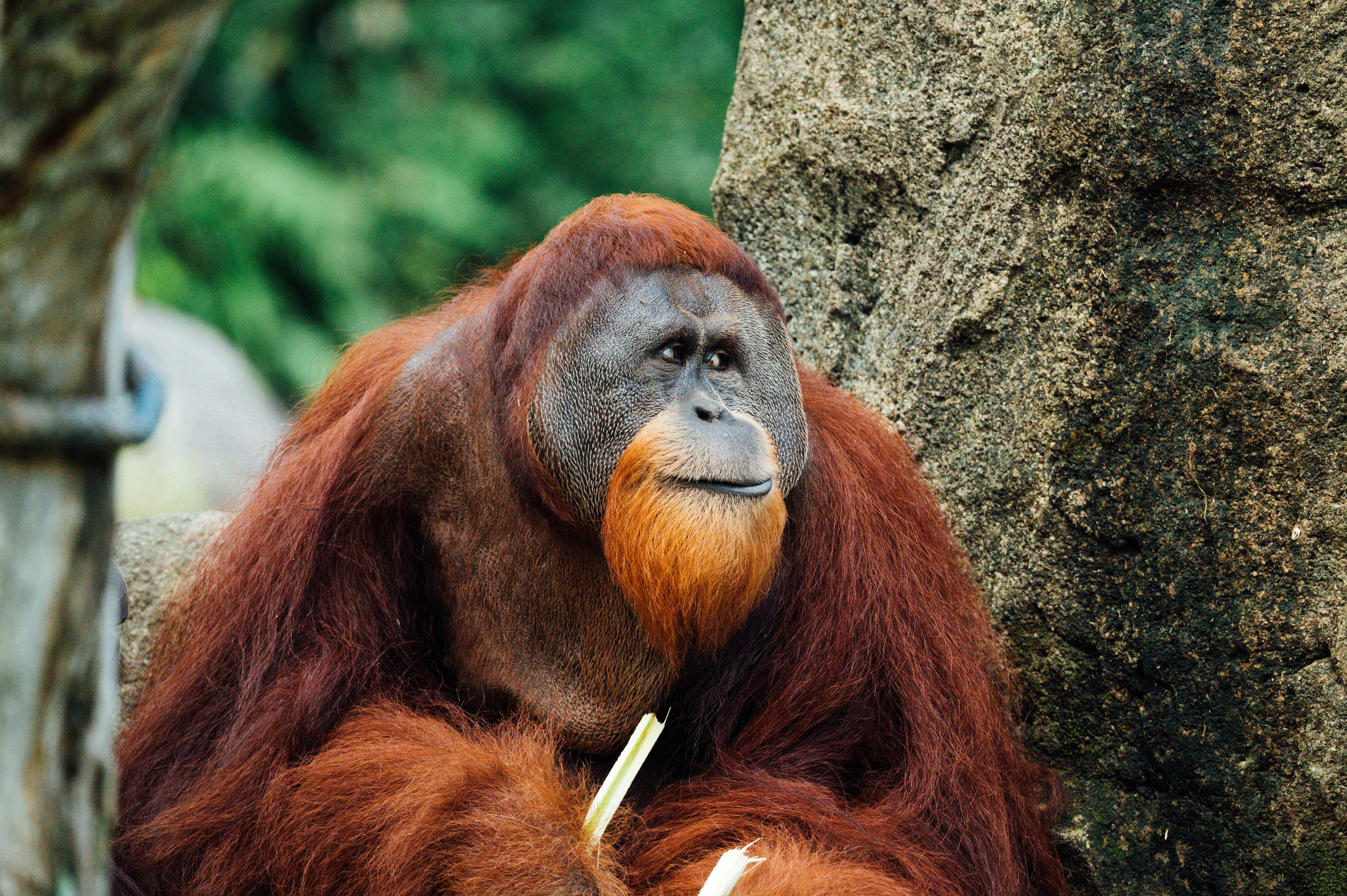 orangutan, animals, zoo, great apes, monkeys, chimpanzees, animal intelligence, viral, funny, amazing