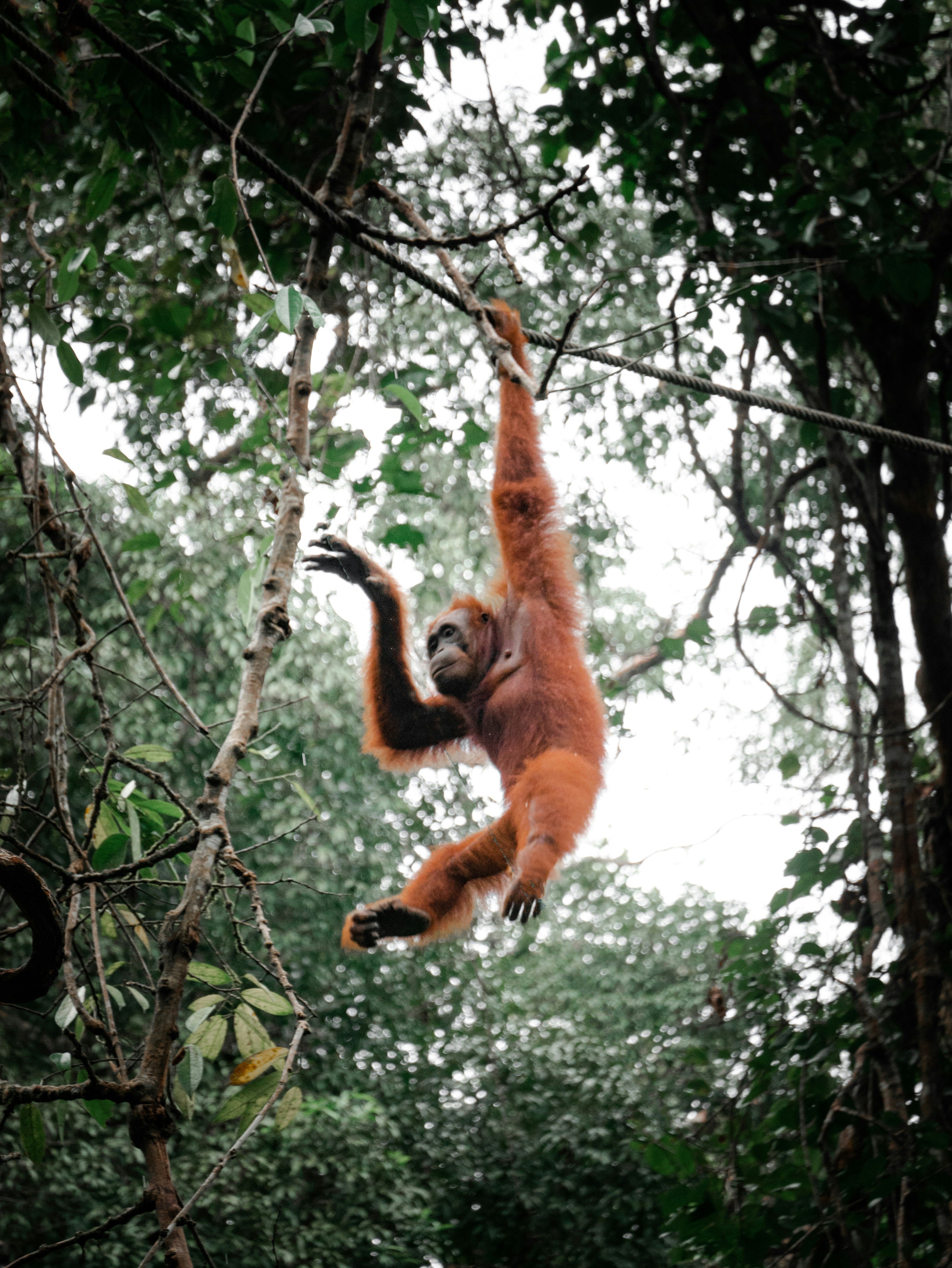 orangutan, animals, zoo, great apes, monkeys, chimpanzees, animal intelligence, viral, funny, amazing