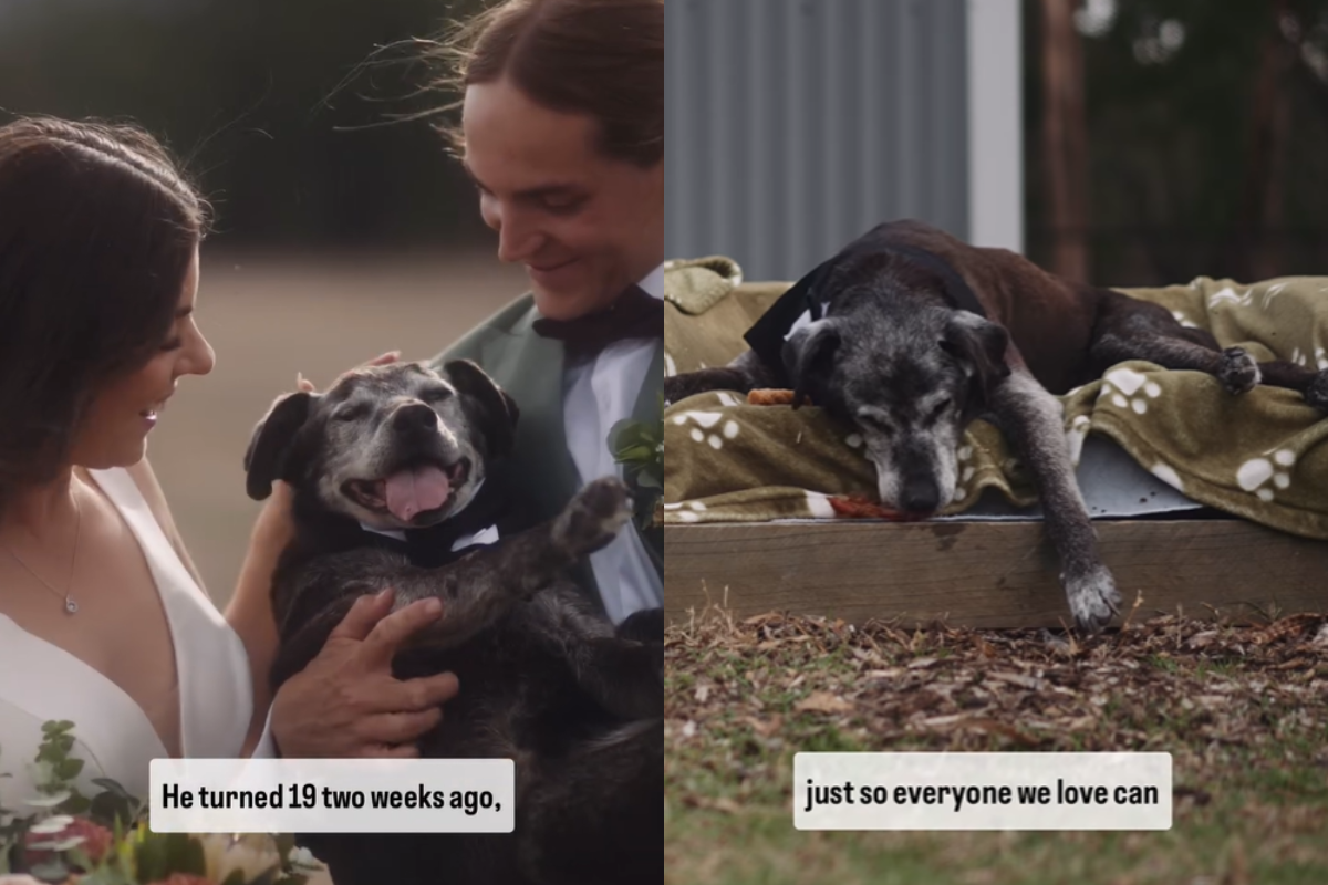 Couple includes 19-year-old dog in emotional wedding ceremony days before crossing rainbow bridge