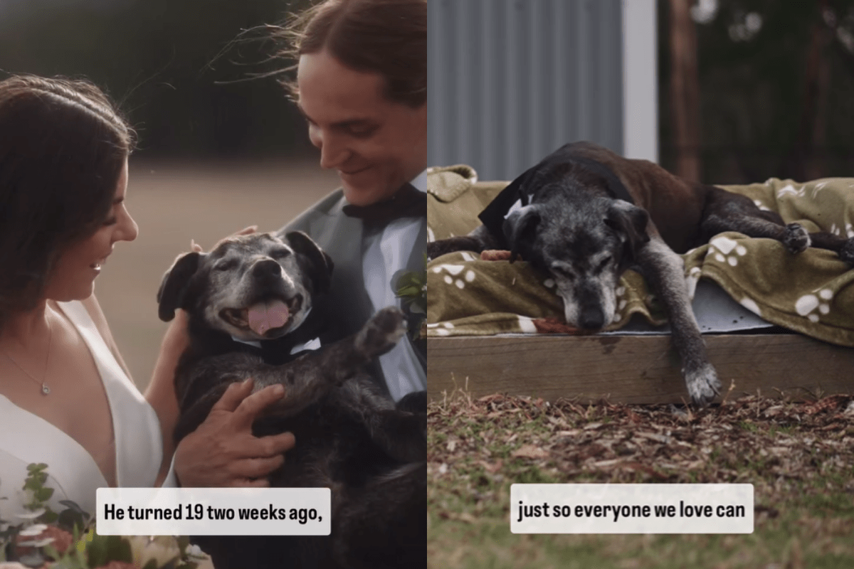 wedding, wedding video, senior dog, rainbow bridge, celebration of life